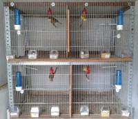 /album/instala%c3%a7%c3%b5es-de-cria%c3%a7%c3%a3o-2013/a2013-01-24-16-14-23-jpg/